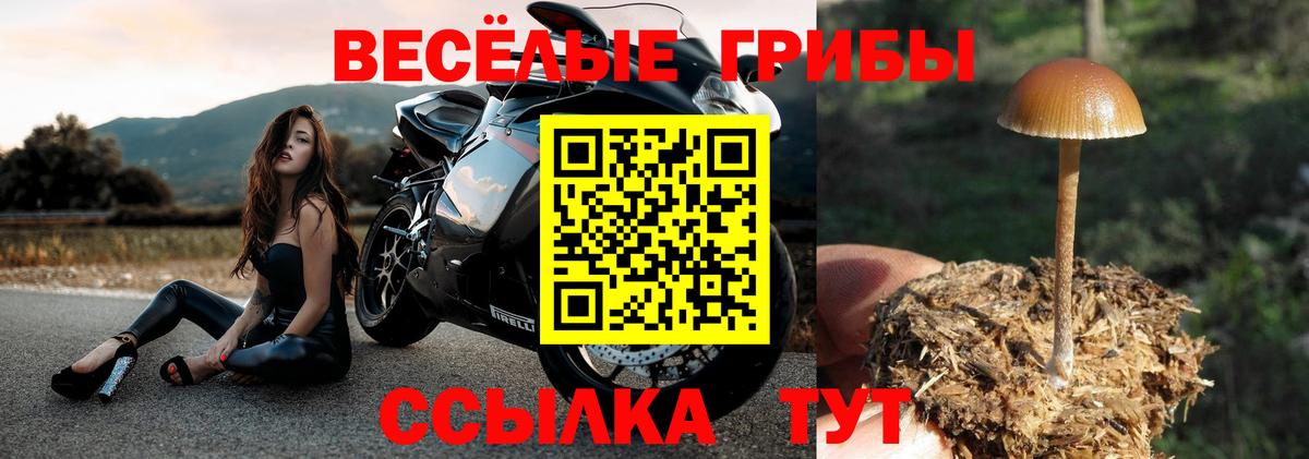Псилоцибиновые грибы Psilocybine cubensis Новошахтинск